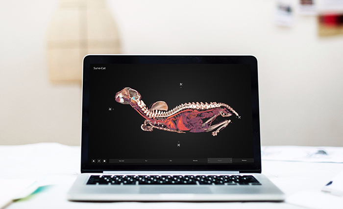 Interaktiv 3D-visualisering av djurens inre – nytt samarbete skapar unikt utbildningsmaterial om djurs anatomi