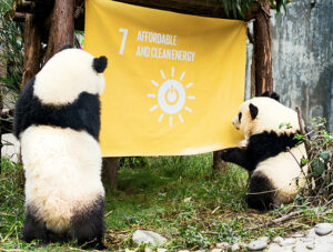 Agenda 2030 i näringslivet global goals panda twins inspect a flag raised at the chengdu research base of giant panda breeding in china