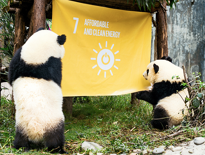 Agenda 2030 i näringslivet global goals panda twins inspect a flag raised at the chengdu research base of giant panda breeding in china
