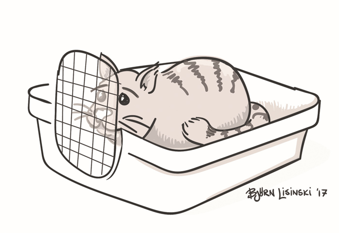 Hinder katt utan bur