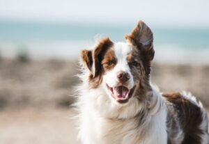 Hundar till salu - Djurportal.se 10050 Affarsstaden.se 1 300x207